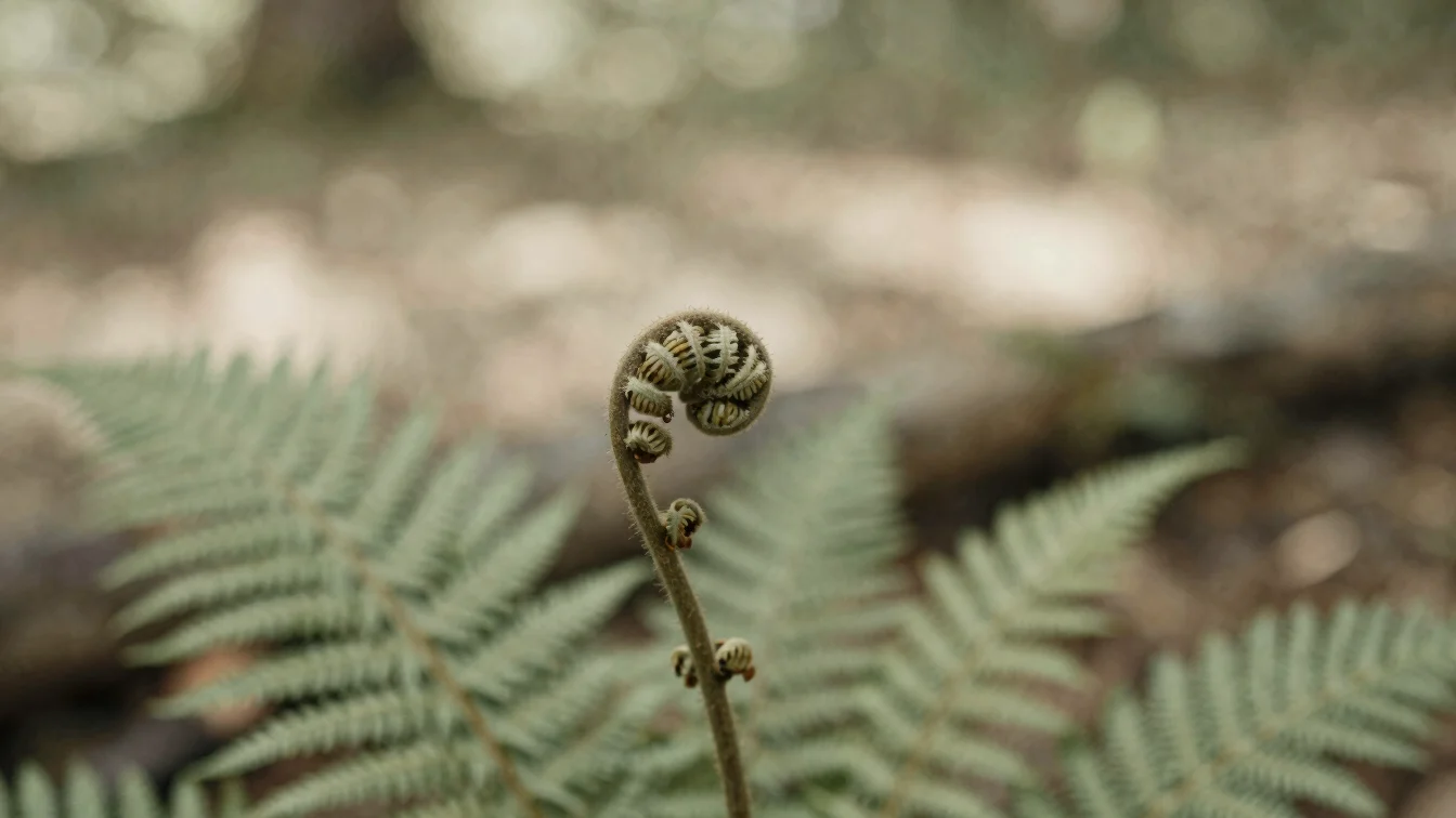 Delicate botanical details, such as a single fern frond unfurling in a sun-dappled forest clearing, soft diffused daylig