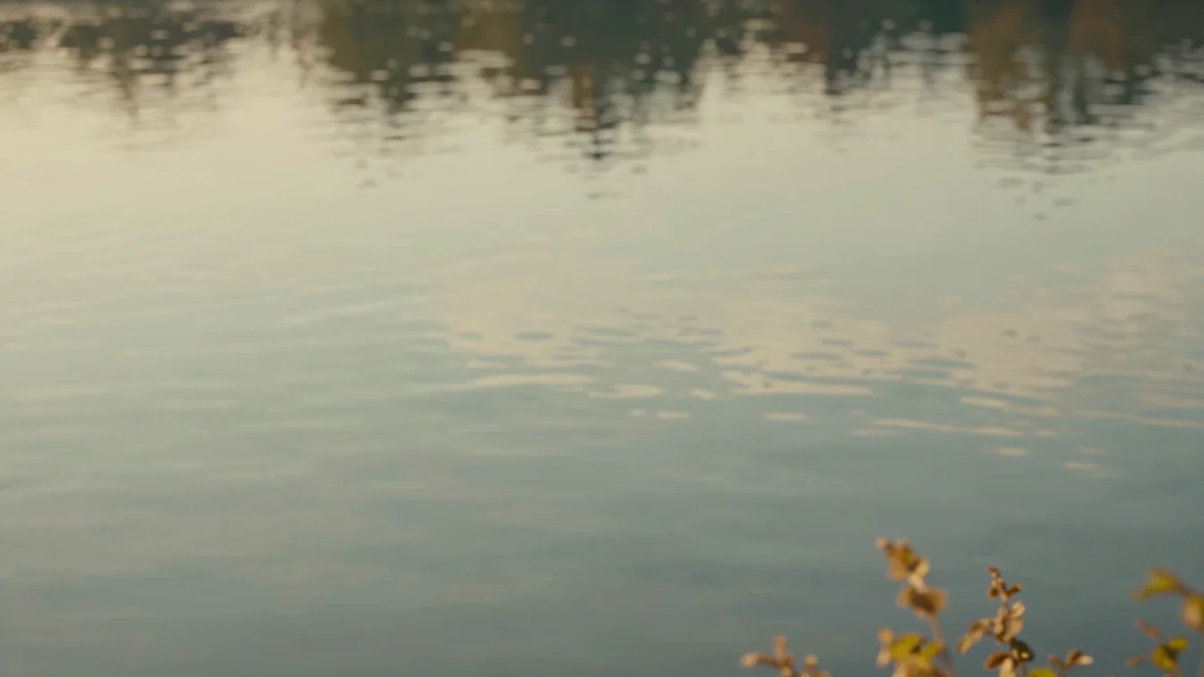 Smooth water surface reflecting soft daylight, delicate botanical details in the foreground, muted sage greens and warm